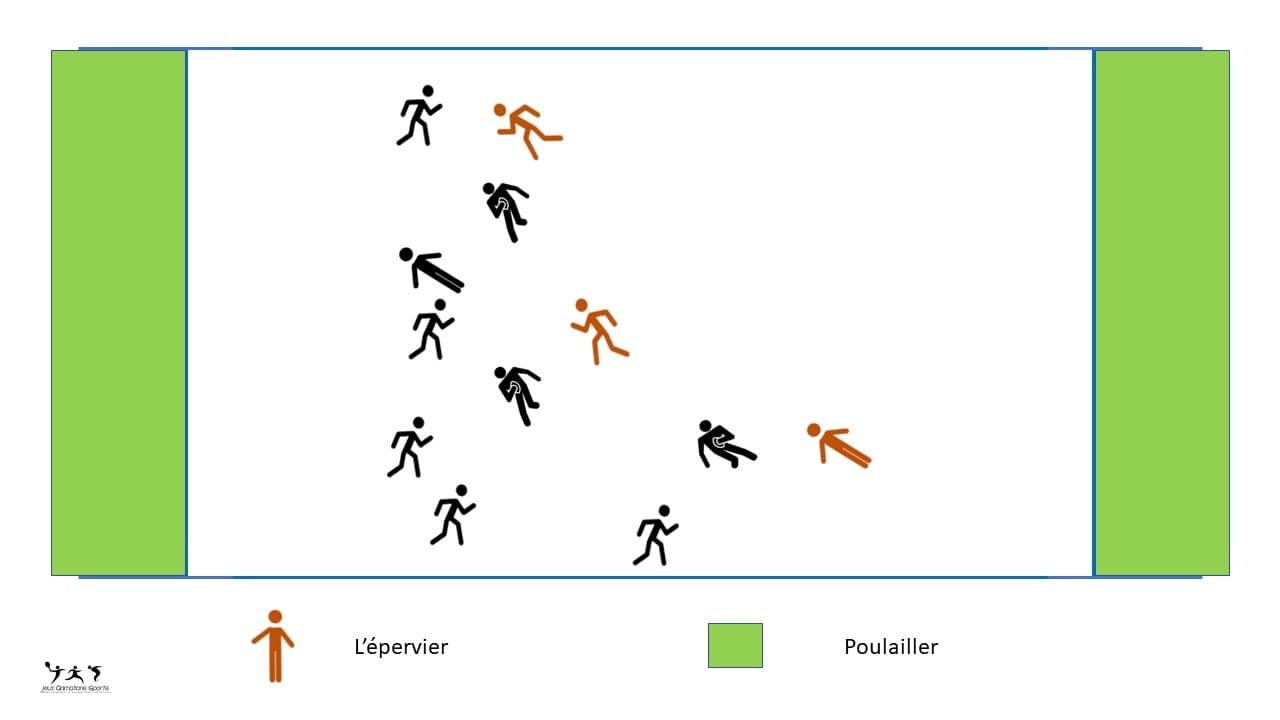 L'épervier rugby