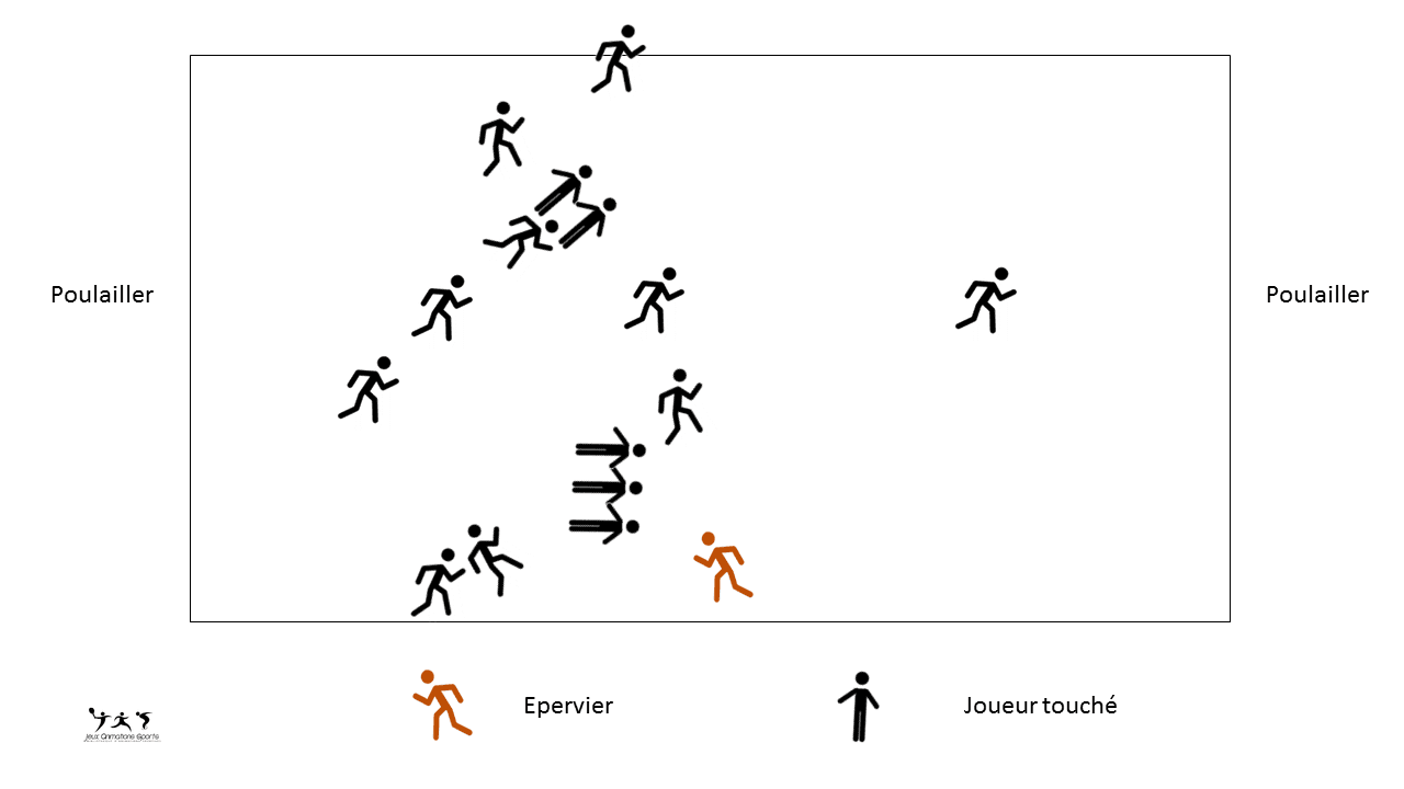 L'épervier variante à un épervier